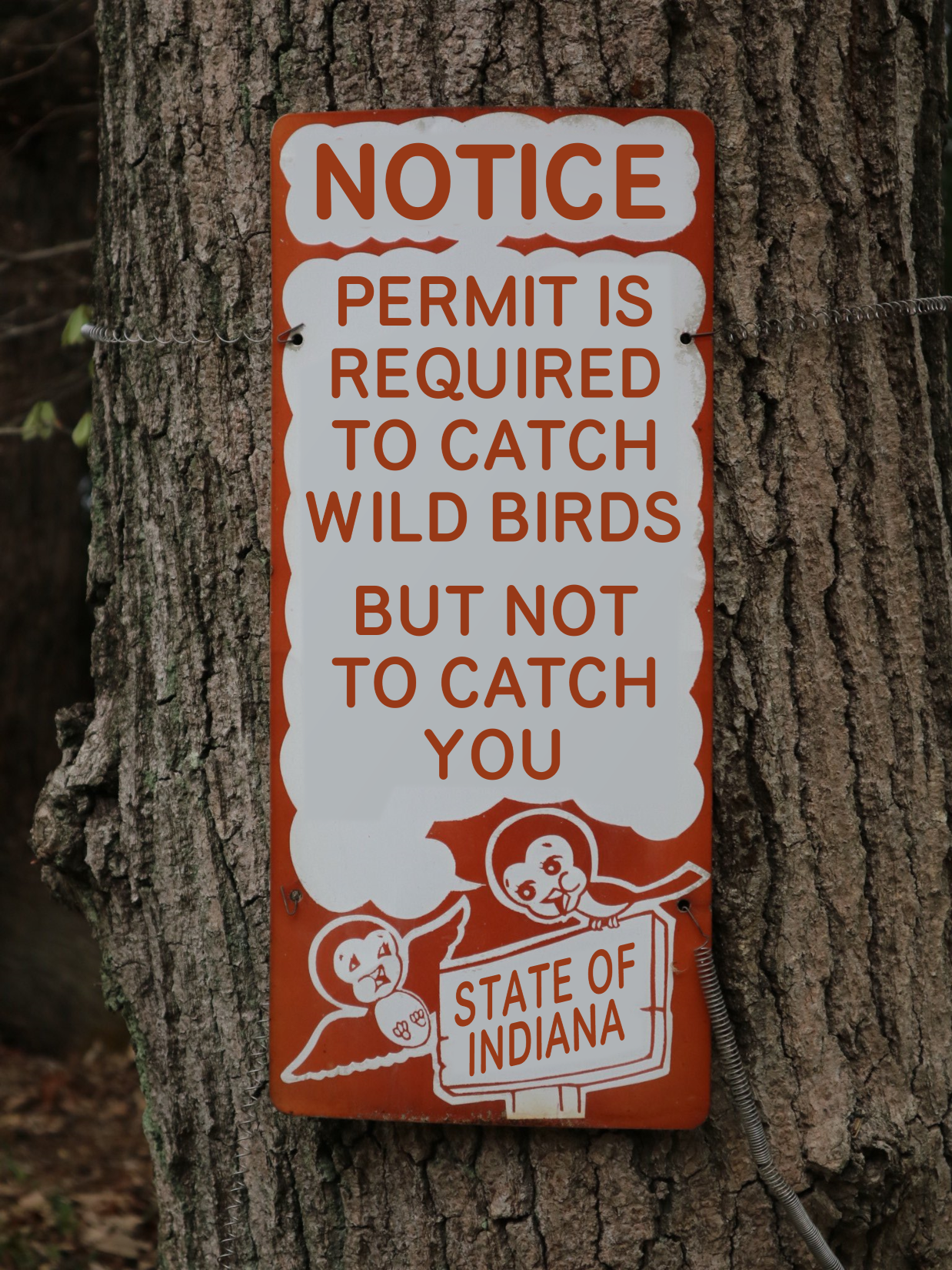 A signage wedged into tree with writings that says “NOTICE Permit is required to catch wild birds but not to catch you State of Indiana”